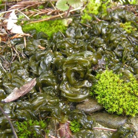 algae in tagalog|algae in Tagalog .